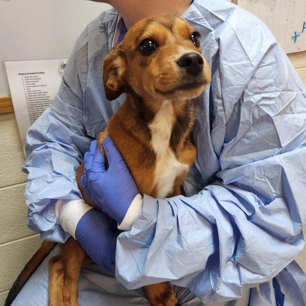 Charlottesville’s puppies need loving homes