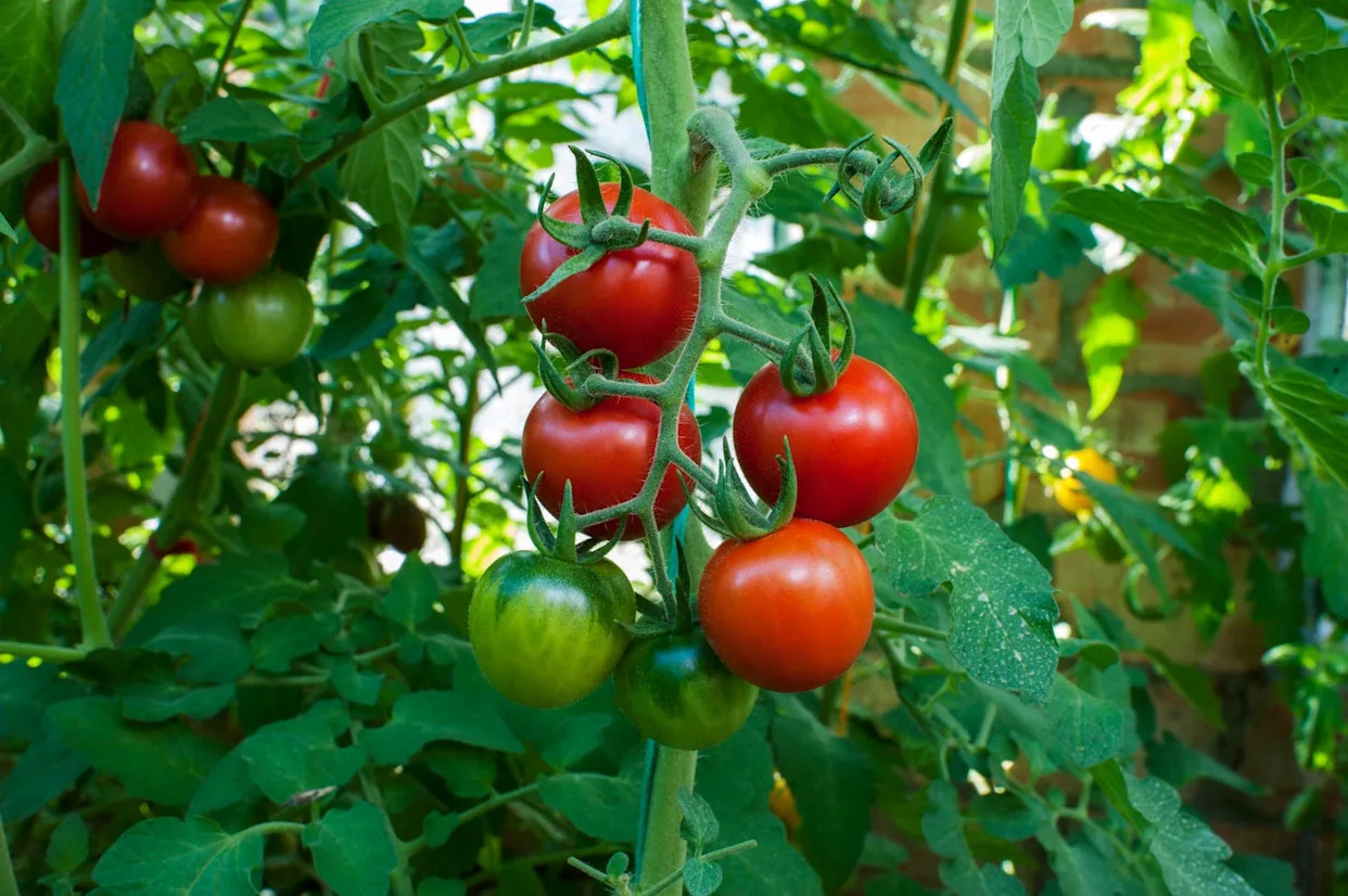 how i doubled my tomato production by fixing one simple mistake
