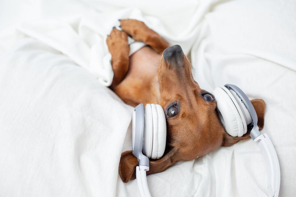 This foster pup has strong music opinions!