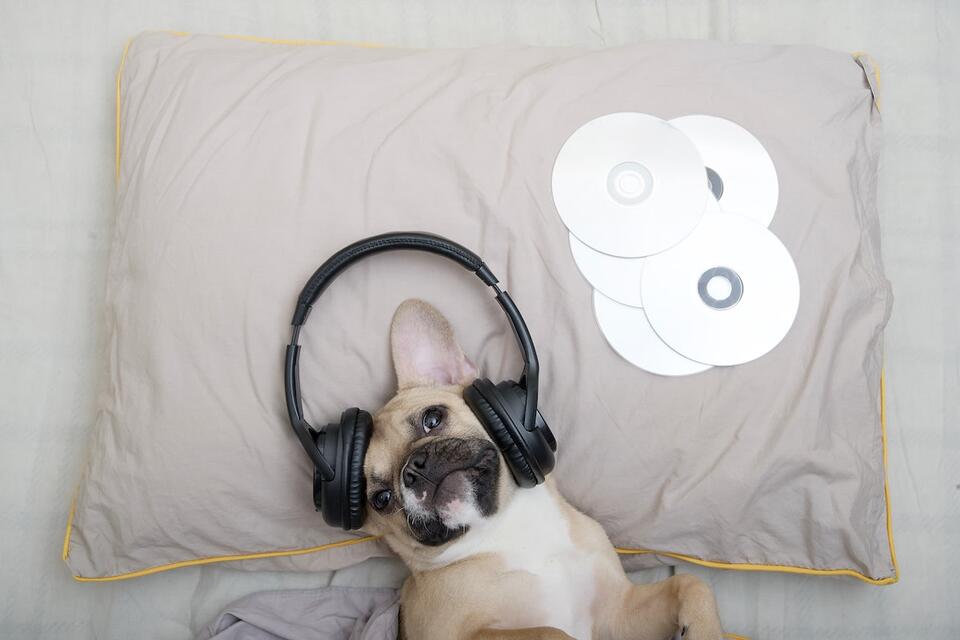 This foster pup has strong music opinions!