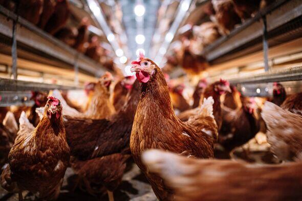 Bird Flu’s First Human Fatality—What to Know