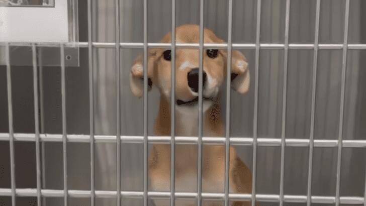 A last-minute rescue changes a puppy’s fate