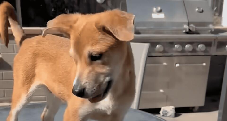 A last-minute rescue changes a puppy’s fate