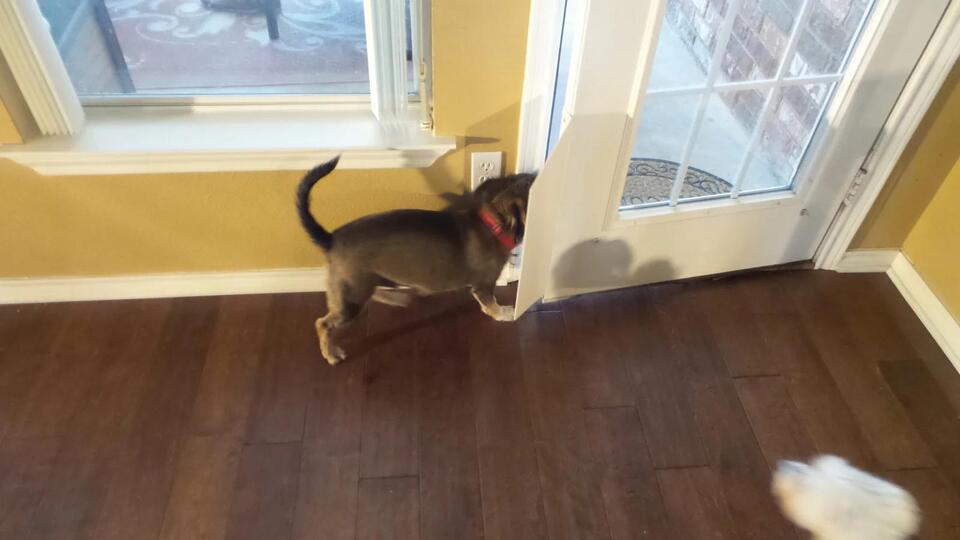 Words Your Dog Totally Gets (And Some That Baffle Them)