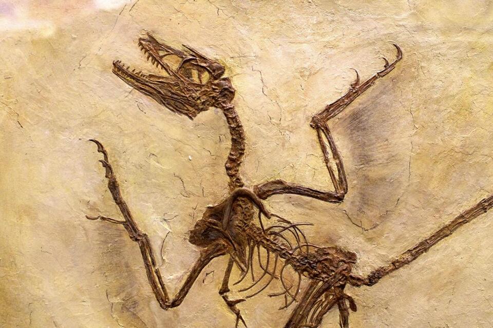 Dino Caught Mid-Snack—For 125 Million Years!