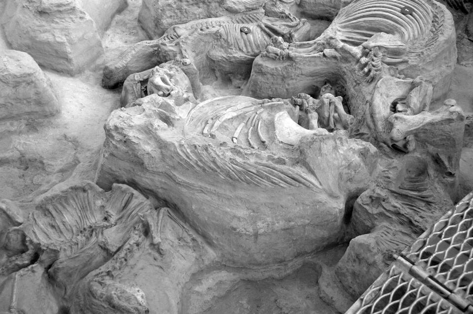 Dino Caught Mid-Snack—For 125 Million Years!