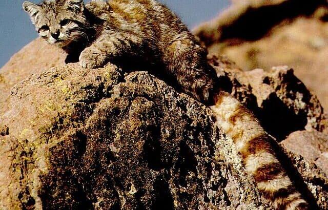 Scientists Just Found a New Wild Cat!