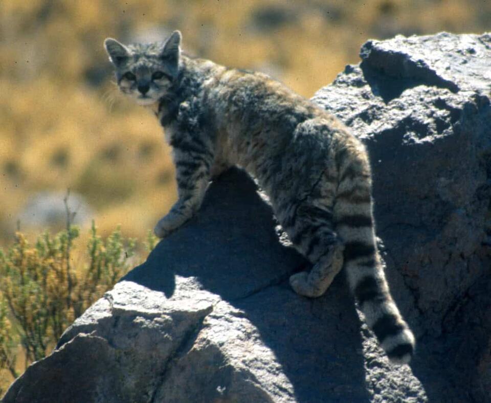 Scientists Just Found a New Wild Cat!