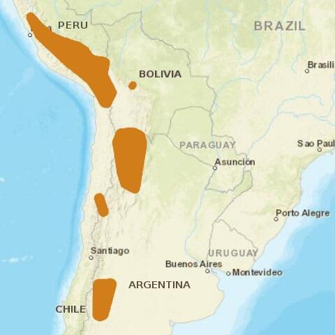 Scientists Just Found a New Wild Cat!