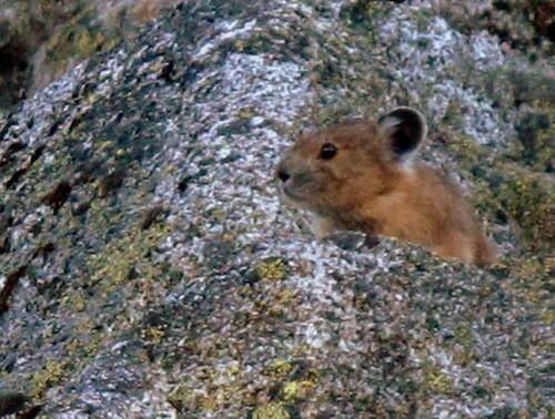 Scientists Just Found a New Wild Cat!