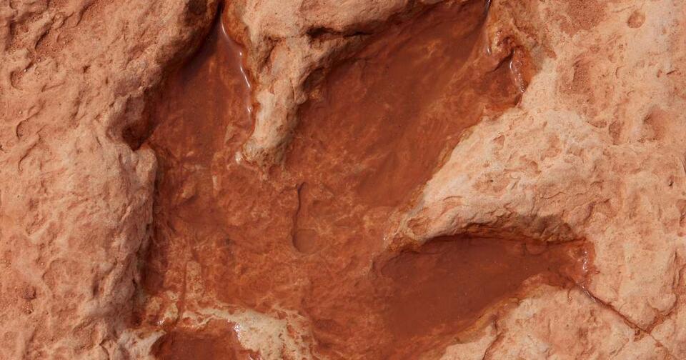 Dino Footprints Found Across the Atlantic?!