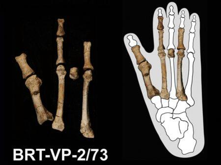 Ancient Foot Fossil Reveals Human Cousins