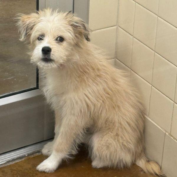 Albuquerque’s puppies need loving homes now