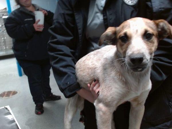 Albuquerque’s puppies need loving homes now