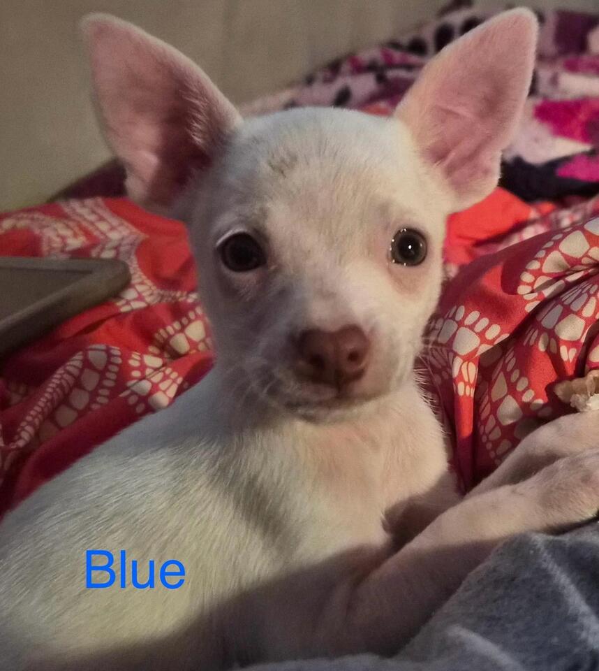 Albuquerque’s puppies need loving homes now