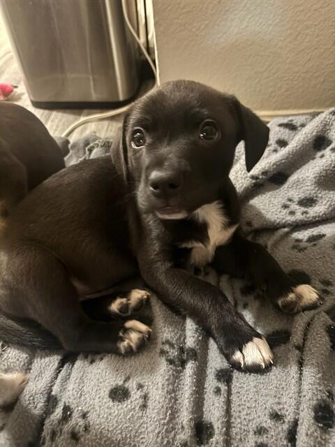 Albuquerque’s puppies need loving homes now