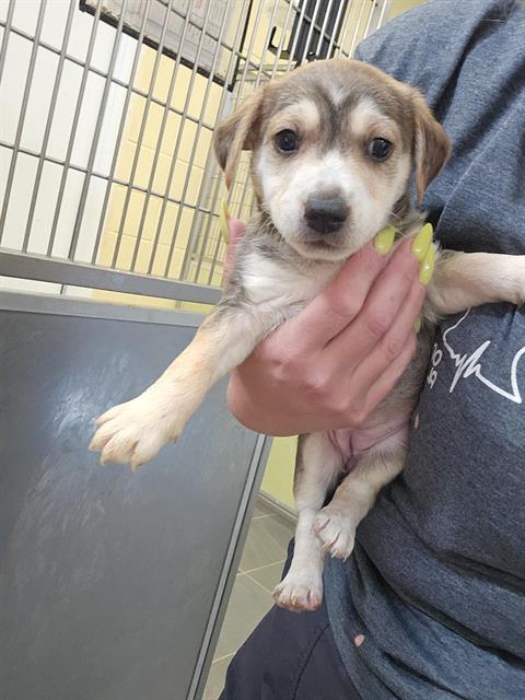 Albuquerque’s puppies need loving homes now