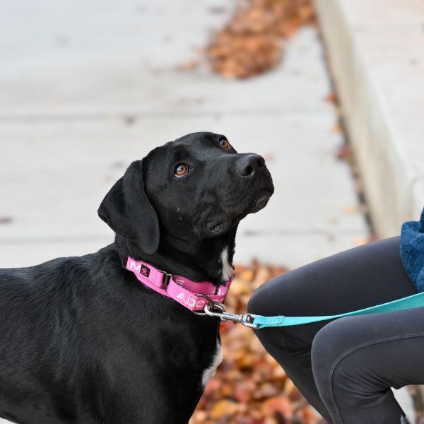 Meet Albuquerque’s adoptable pups!