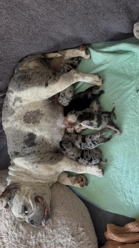 Meet Albuquerque’s adoptable pups!