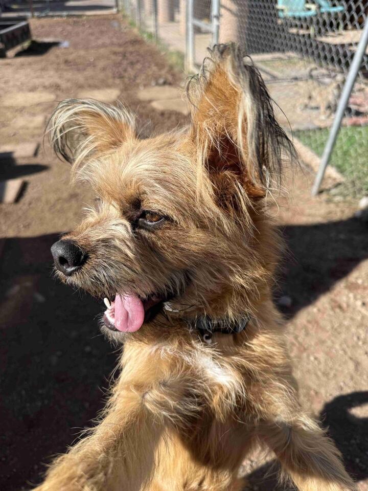 Meet Albuquerque’s adoptable pups!