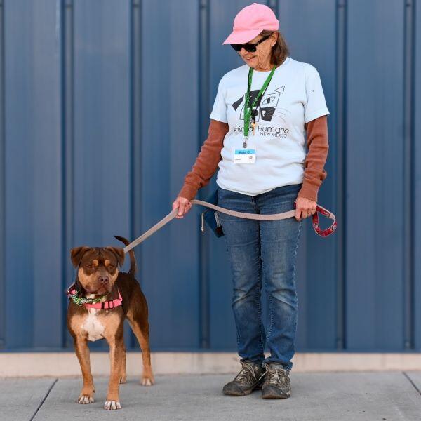 Meet Albuquerque’s adoptable pups!