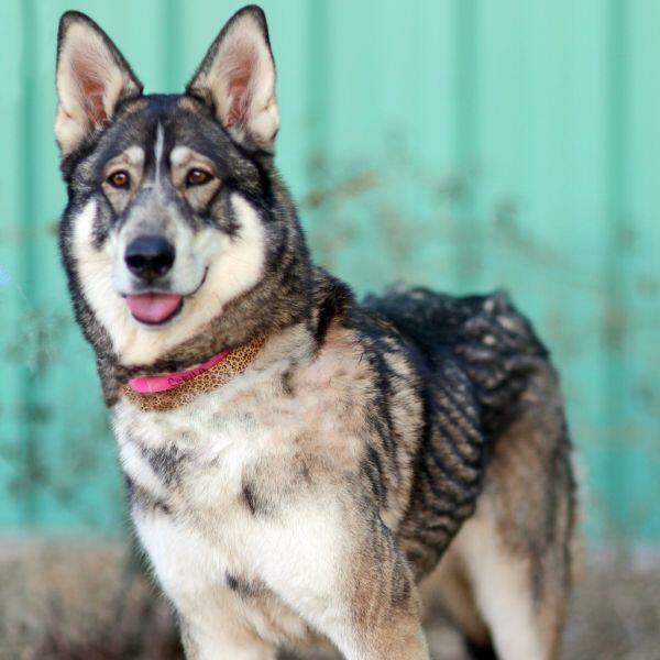 Meet Albuquerque’s adoptable pups!