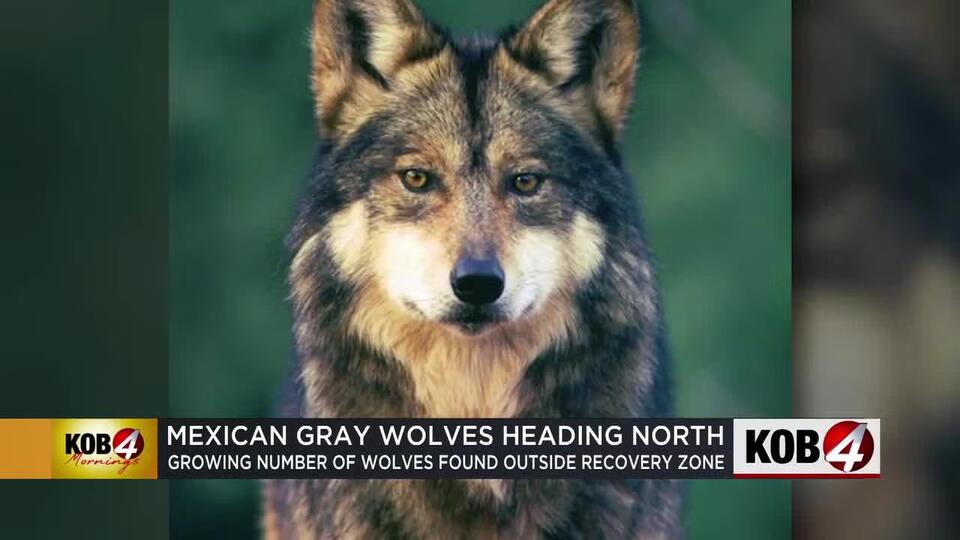 Wolf Taylor’s wild journey shakes up New Mexico