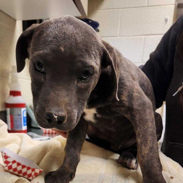 Meet Asheville’s cutest pups ready for adoption