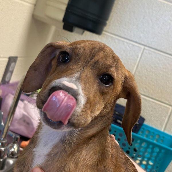 Meet Asheville’s cutest pups ready for adoption