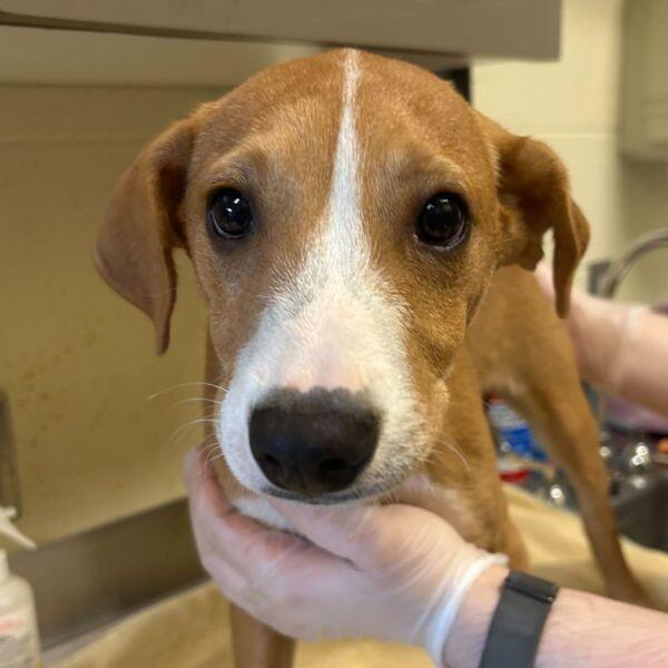 Meet Asheville’s cutest pups ready for adoption