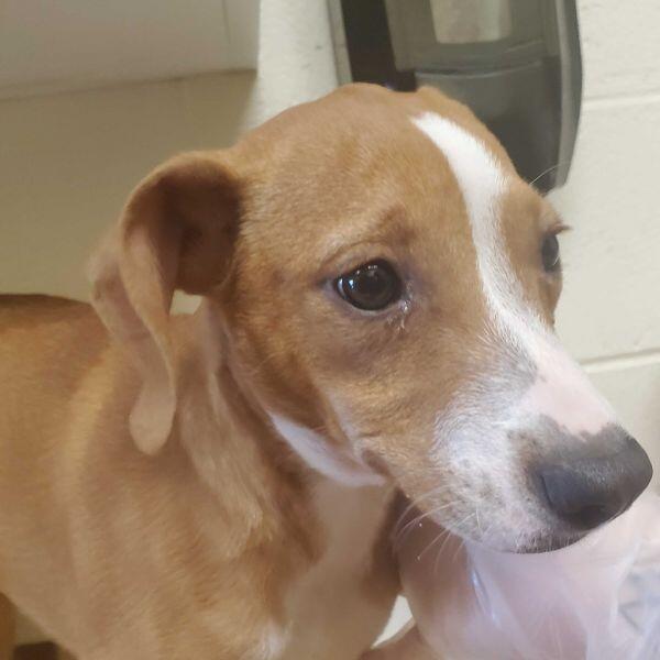 Meet Asheville’s cutest pups ready for adoption