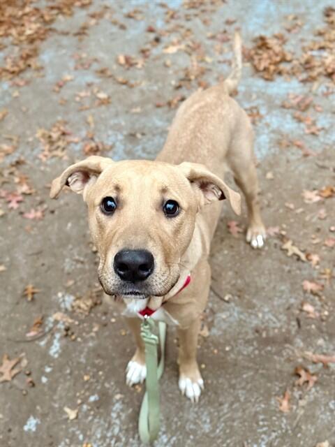 Boston pups looking for a forever home