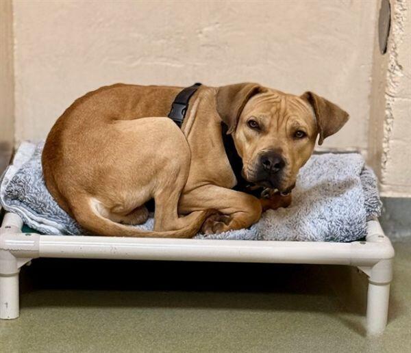 Boston pups looking for a forever home