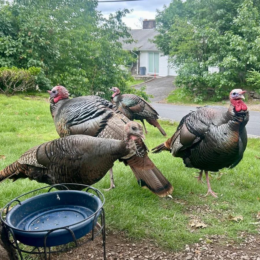 Wild turkeys take over Greater Boston streets