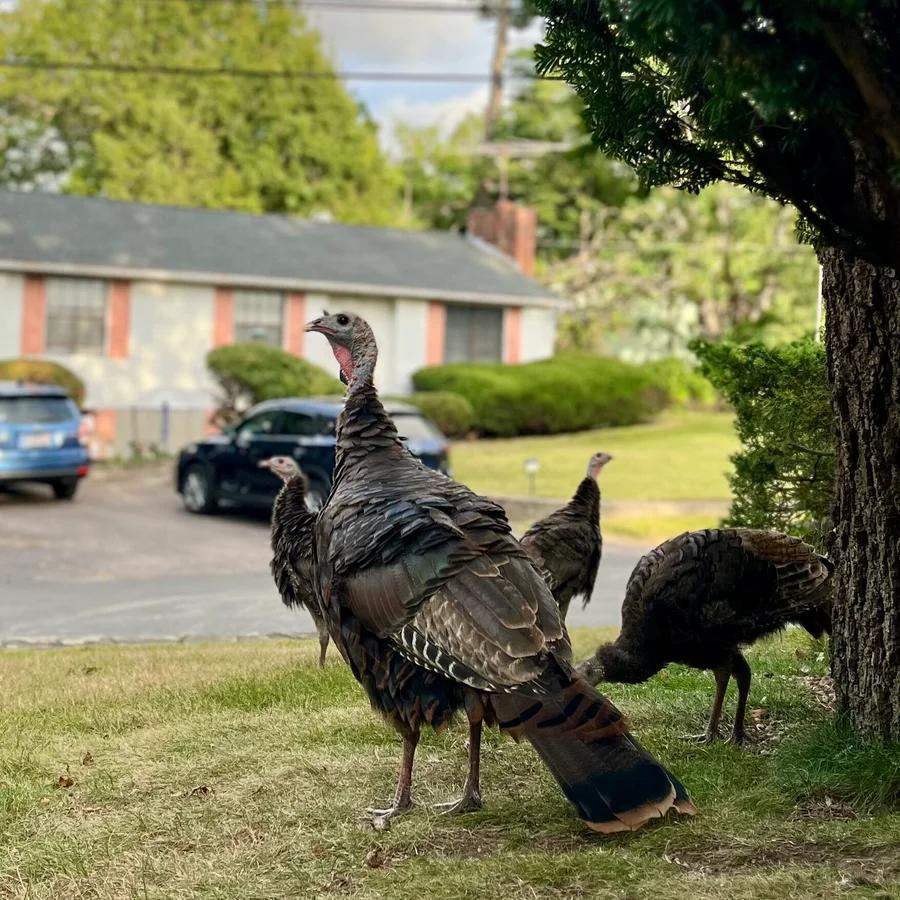 Wild turkeys take over Greater Boston streets