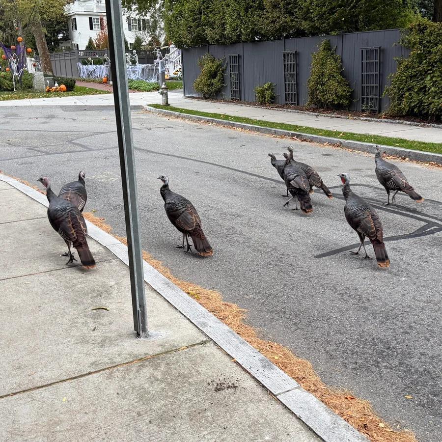 Wild turkeys take over Greater Boston streets