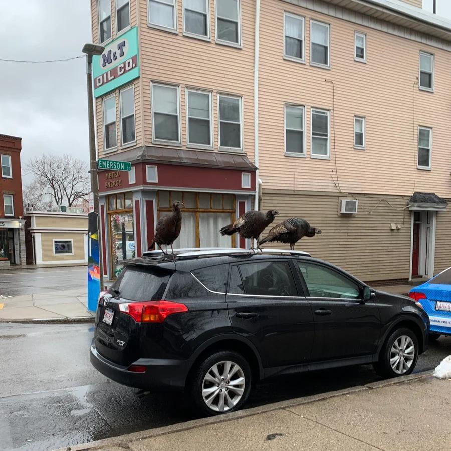 Wild turkeys take over Greater Boston streets