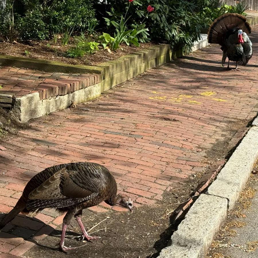 Wild turkeys take over Greater Boston streets