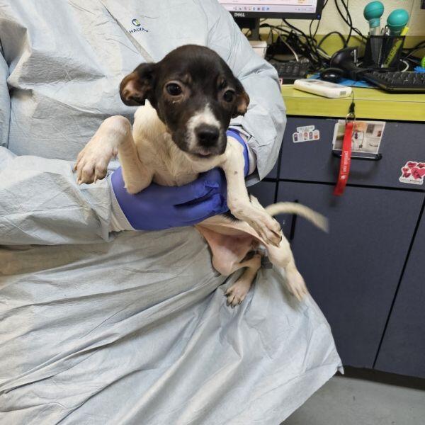 Charlottesville pups need loving homes now!