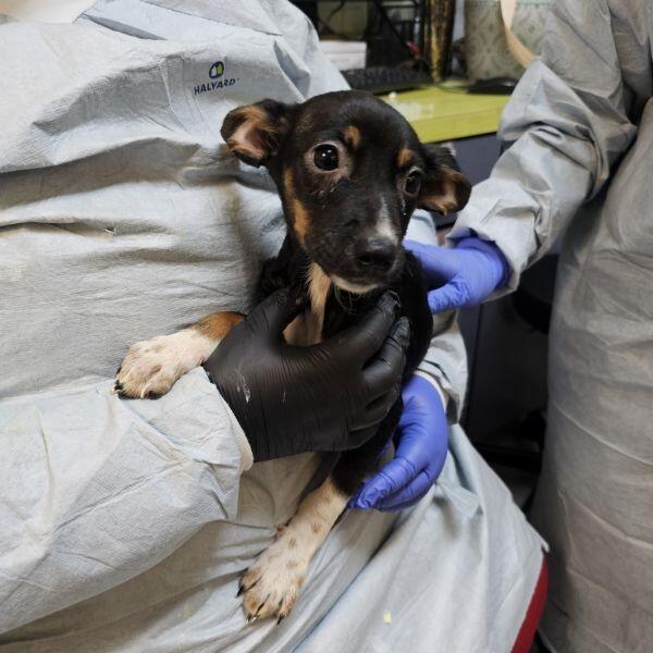 Charlottesville pups need loving homes now!