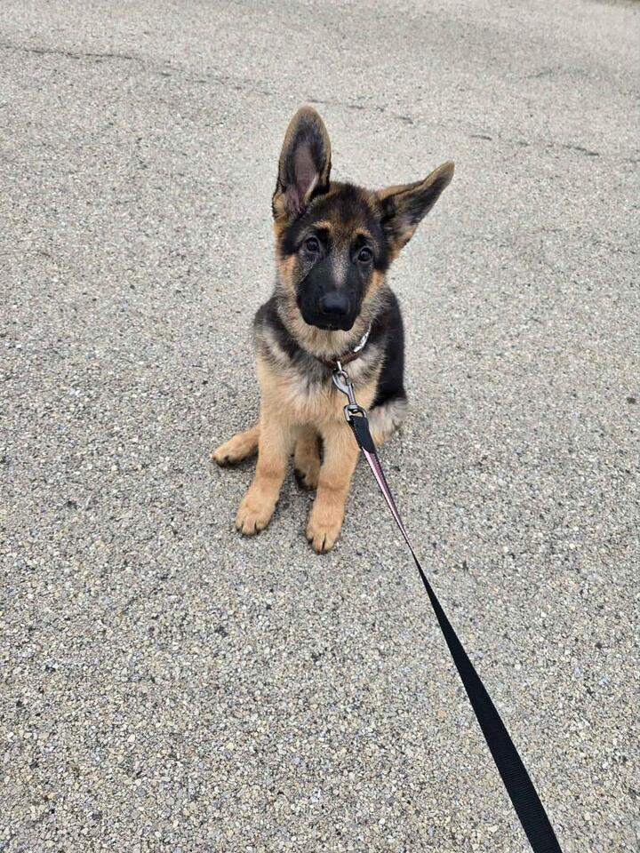 Meet your new best friend in Chicago!