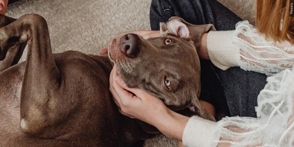 Thanksgiving foods that can harm your dog