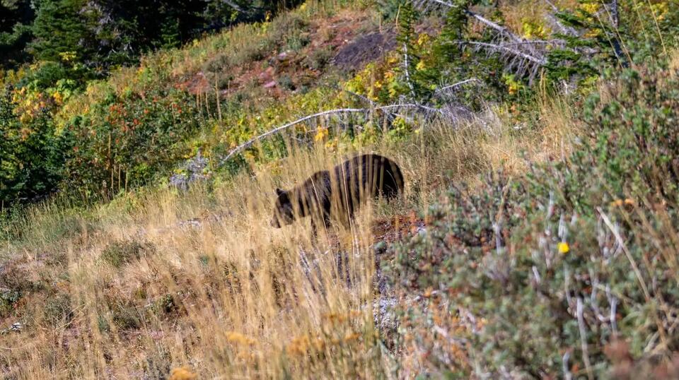 Bear charges tourist at Glacier: Why rules matter
