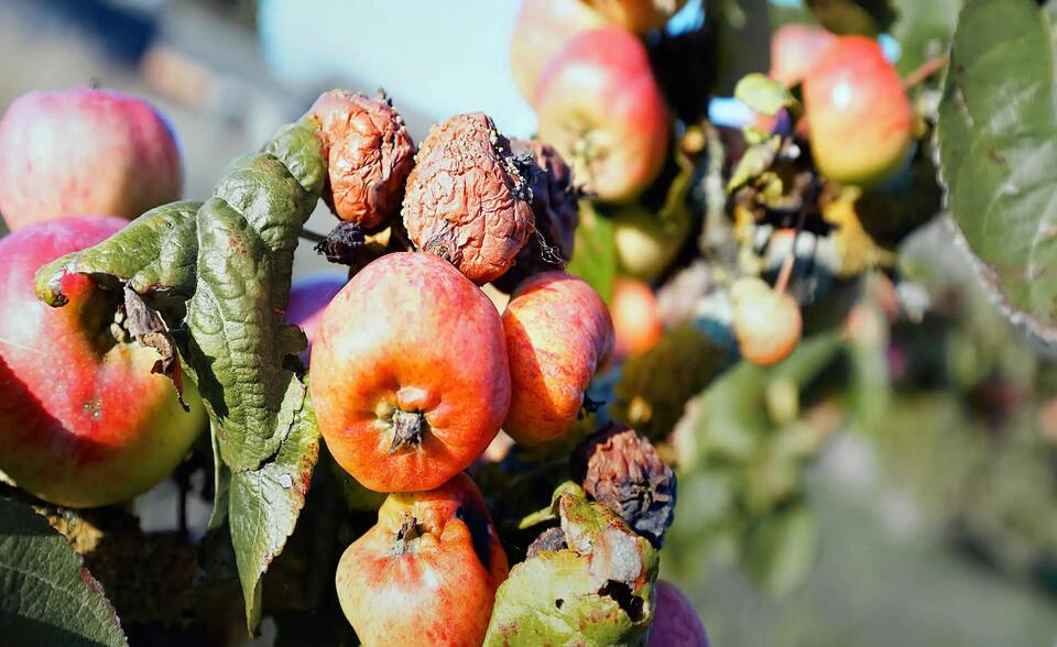Why Your Fruit Bowl Might Cost More Soon
