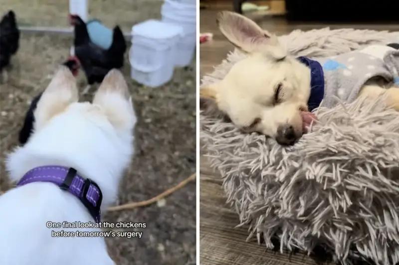 Senior pup’s wild comeback moment