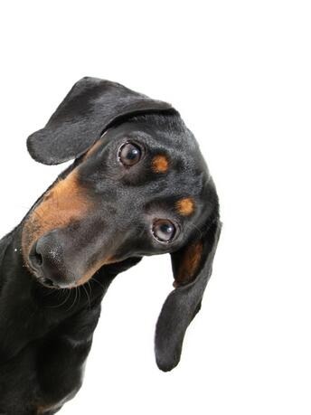 Hazel the Doxie’s Head Tilts Are Next Level