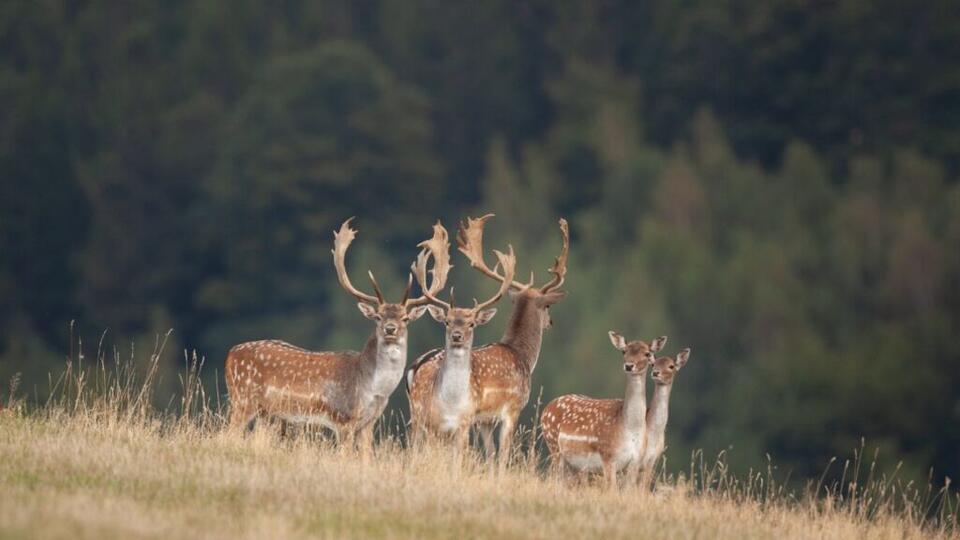 New Hunter Fails We’ve All Made