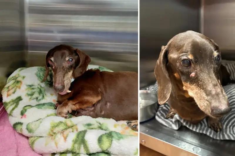 Miami’s oldest stray dog gets a second chance