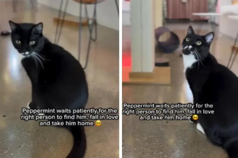 Peppermint the rescue cat waits for love in LA