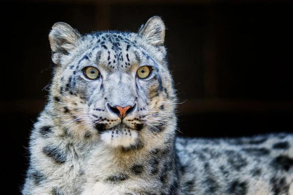 Laila’s new cubs: Kent’s snow leopard legacy grows